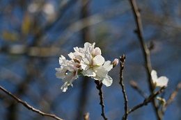 桜 桜