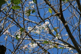 桜 桜