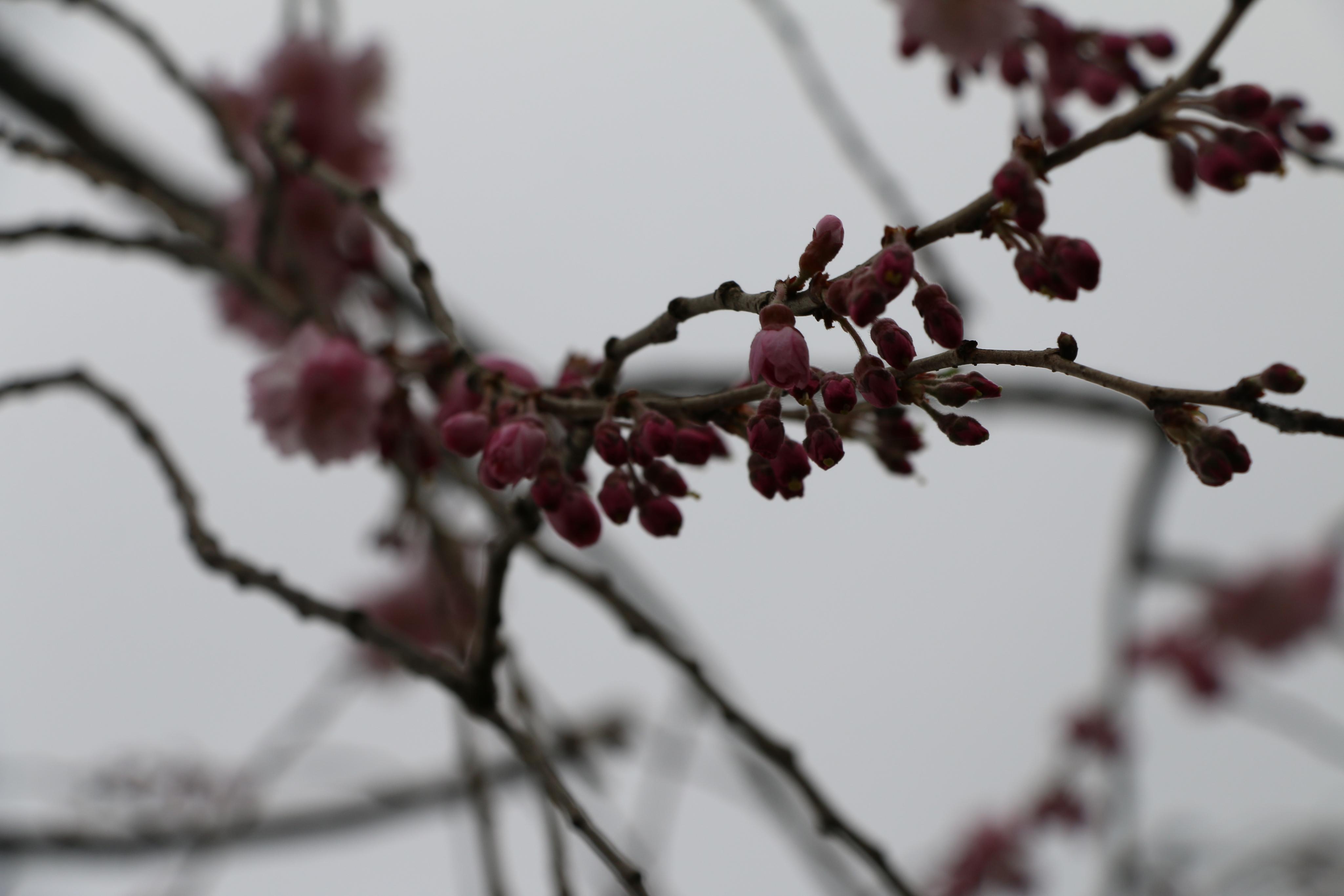 IMG_7338 IMG_7338
