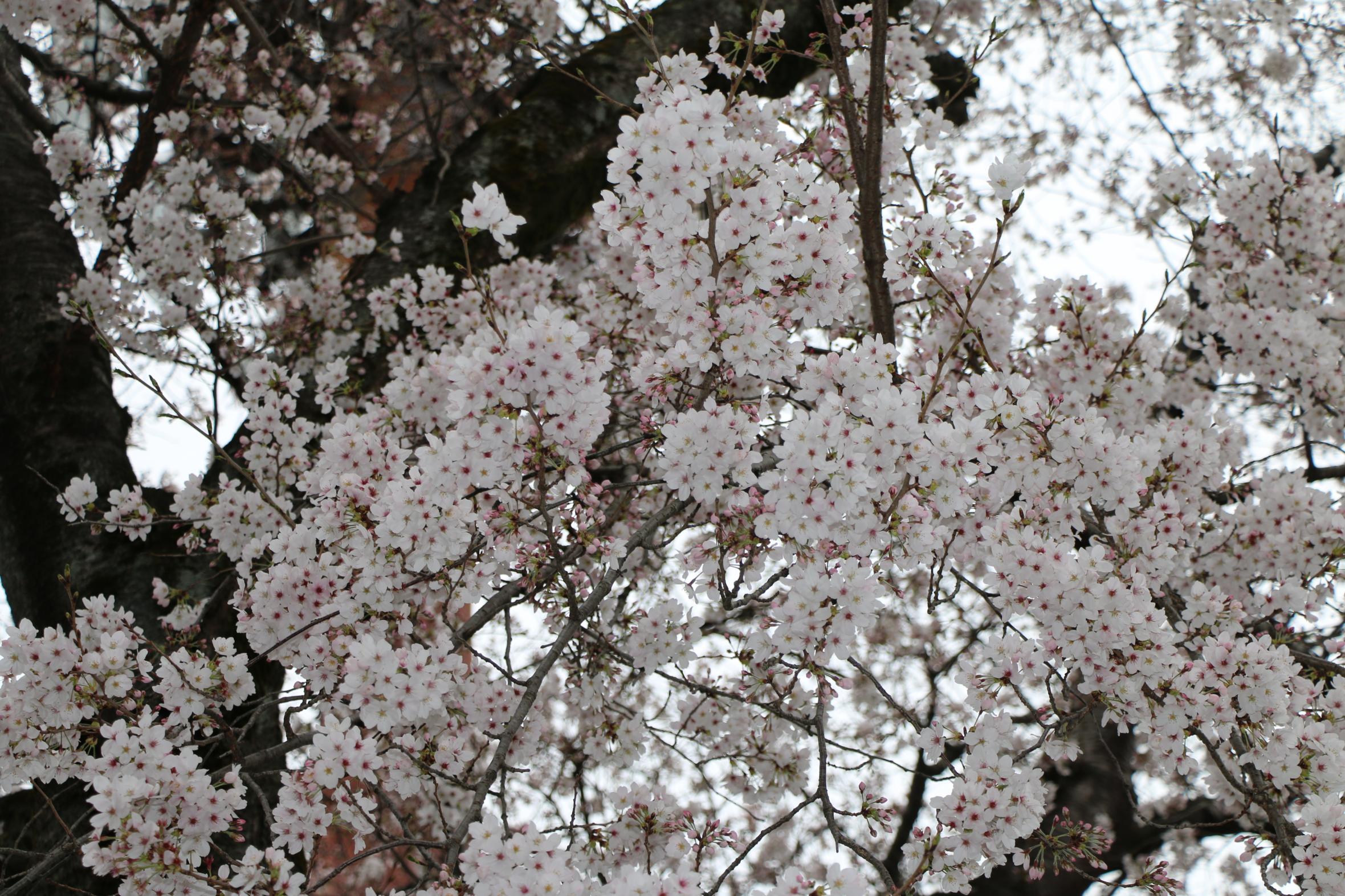 IMG_7408 IMG_7408