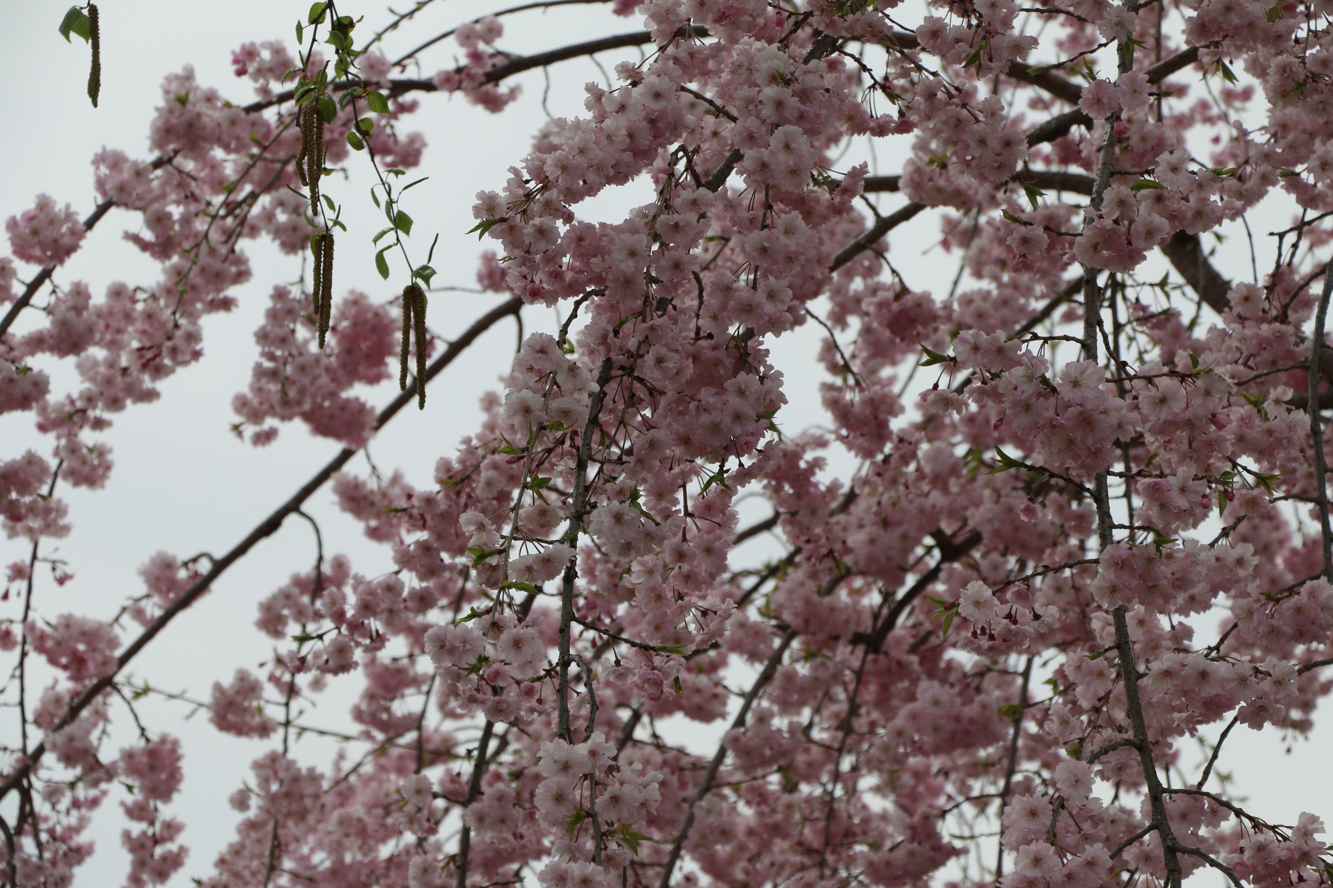 IMG_7672 IMG_7672
