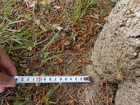 sakura_hurasu2 sakura_hurasu2