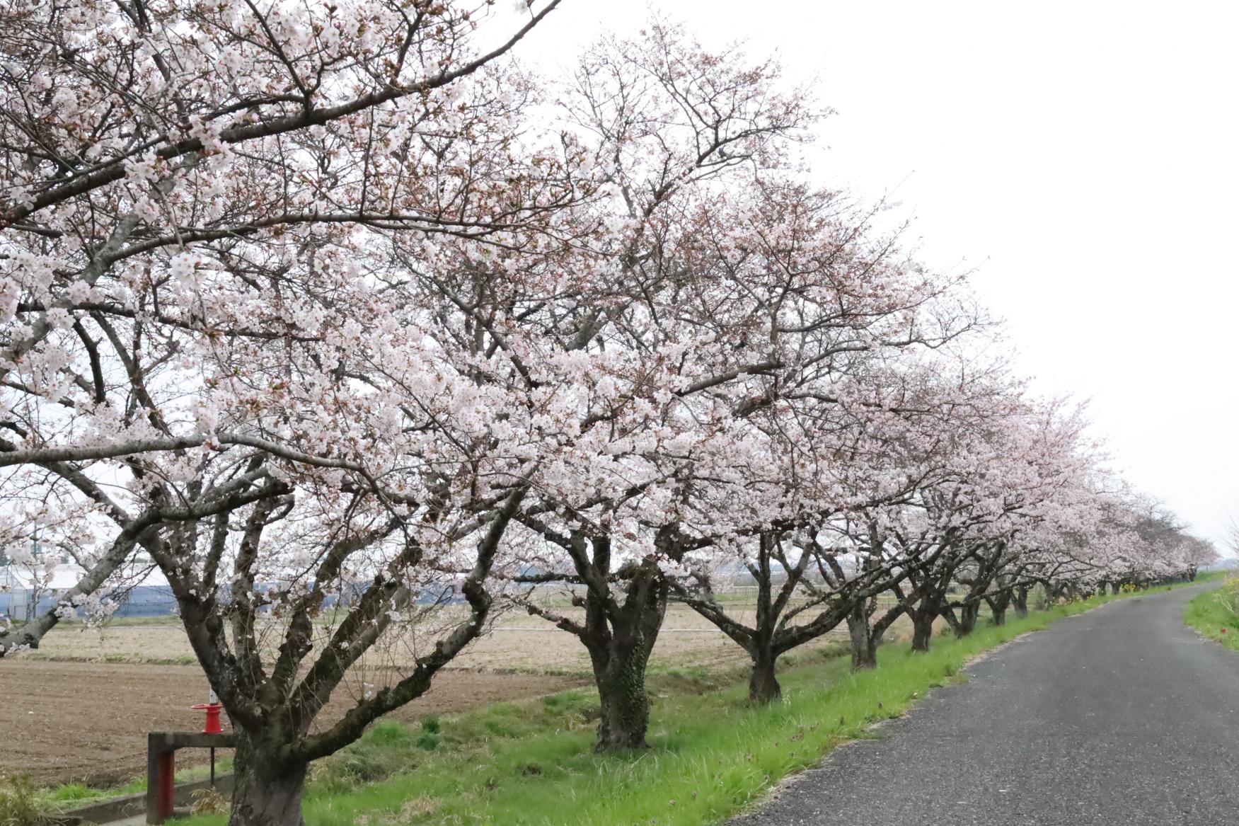 桜の開花状況